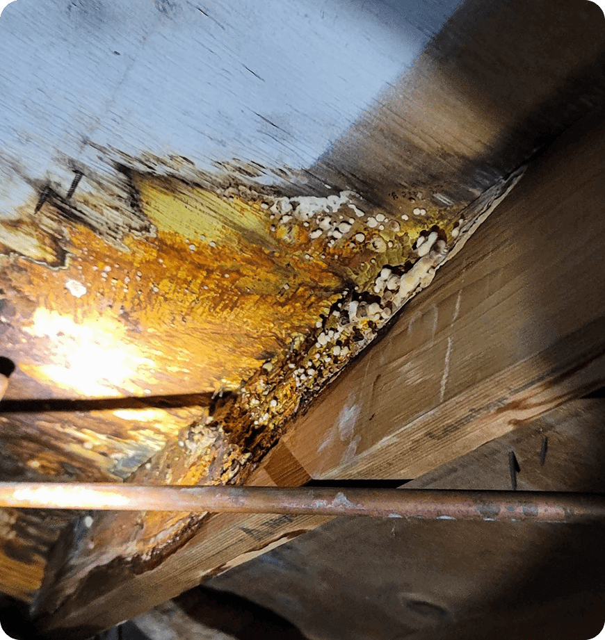 The crawl space mold in one of our client's property in Eugene, OR.