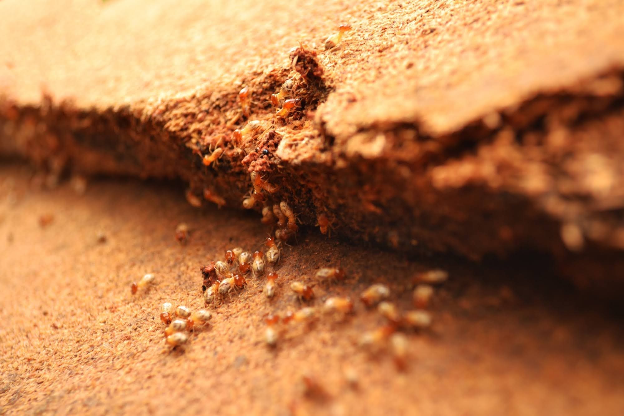 Termites crawling on damaged wooden surface.
