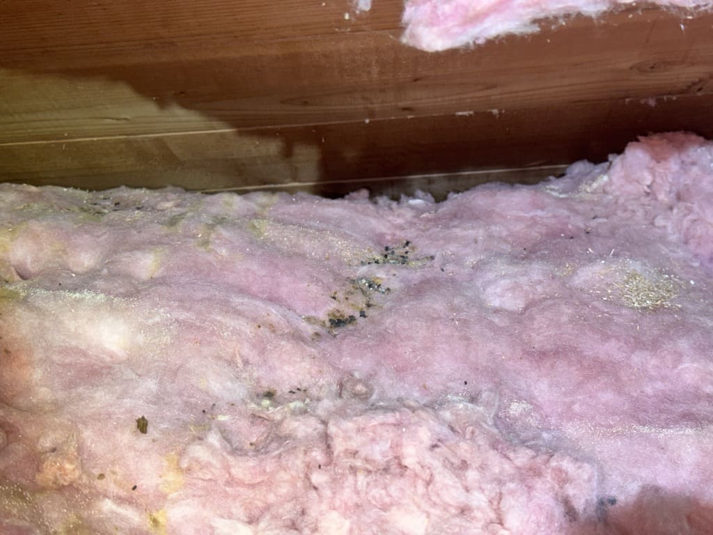 Pink fiberglass attic insulation with dark debris