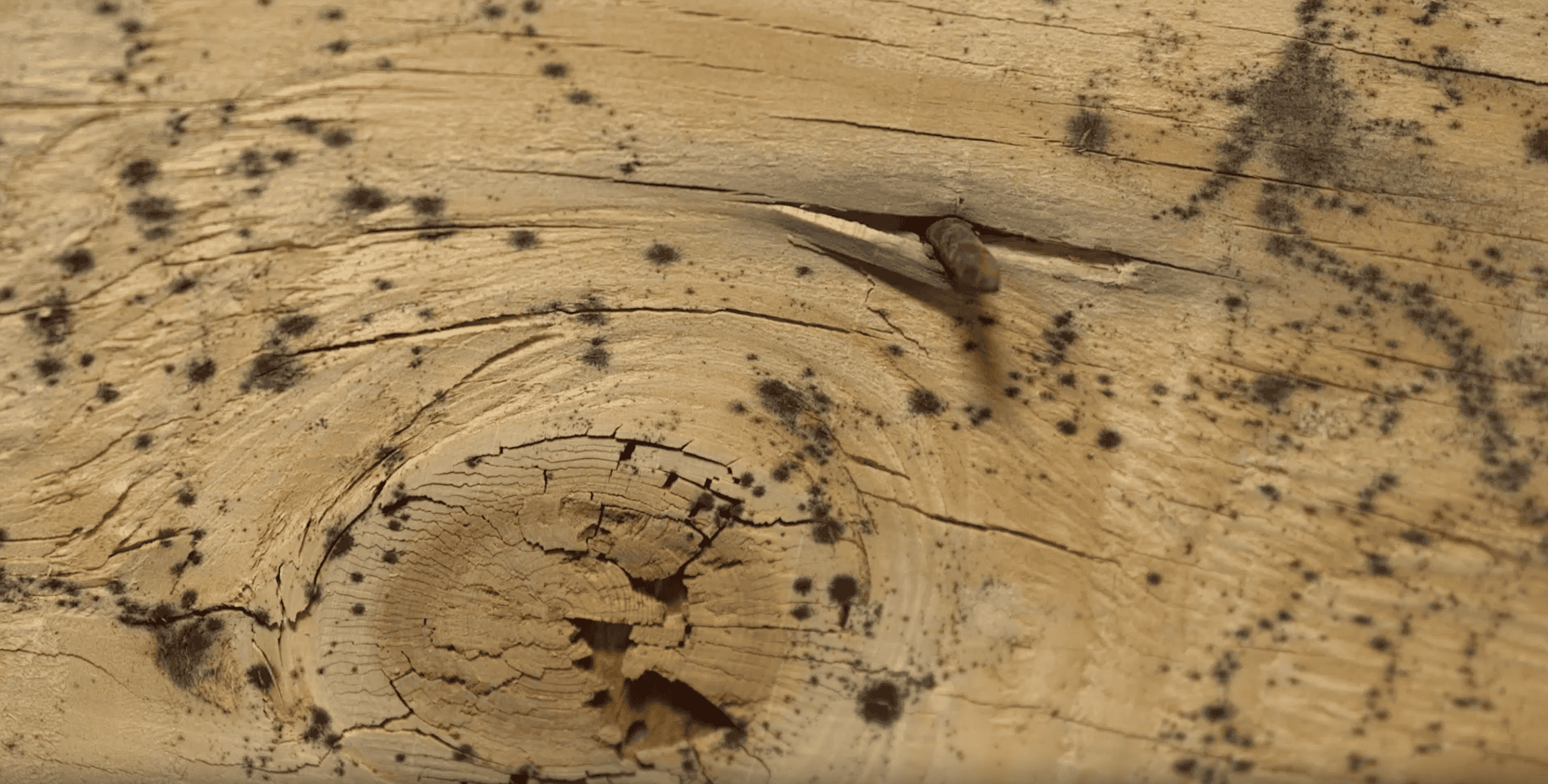 Mold on the wood of an attic roof deck